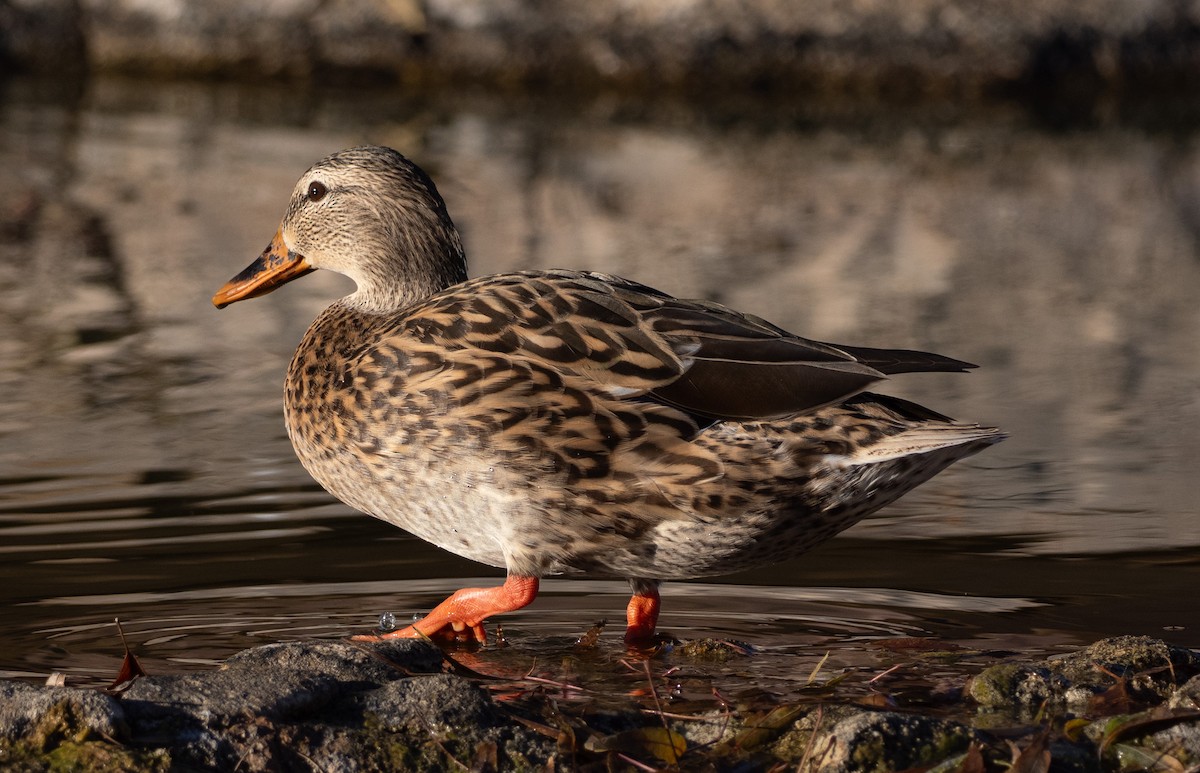 Mallard - ML646614020