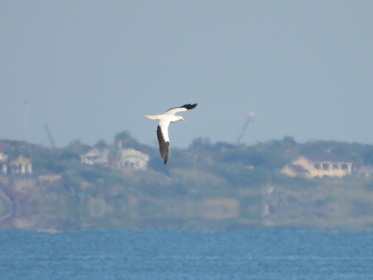 Zanga hankagorria - ML646614021