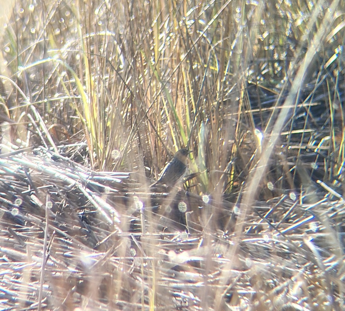 Saltmarsh Sparrow - ML646614022