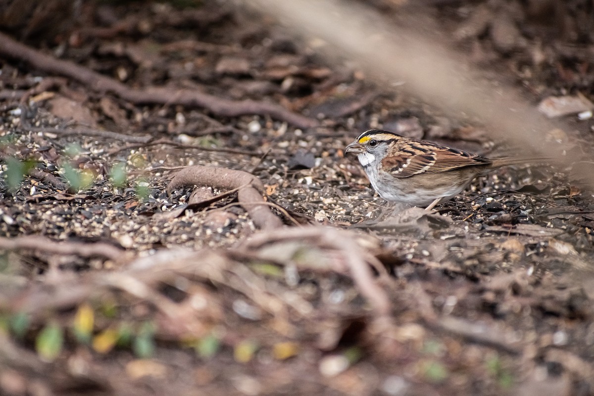 White-throated Sparrow - ML646614023