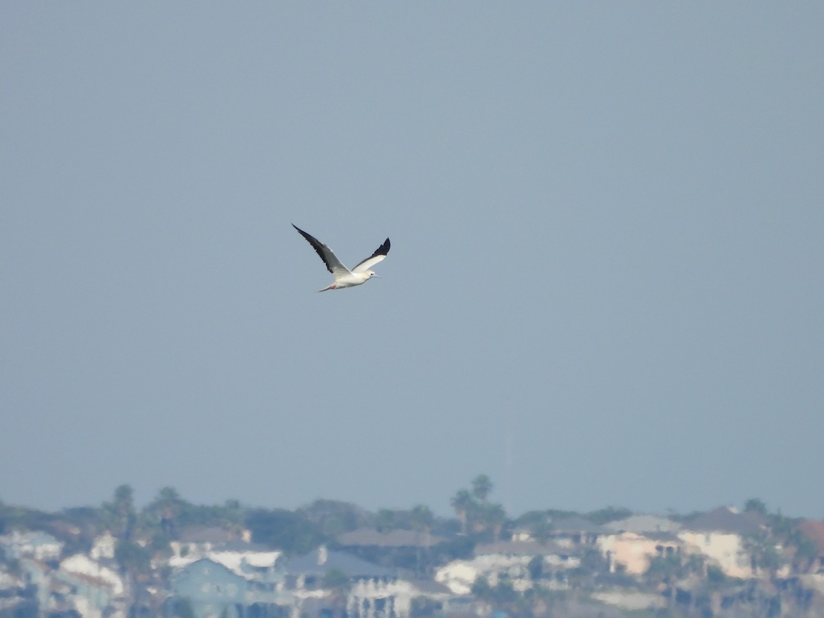 Zanga hankagorria - ML646614024