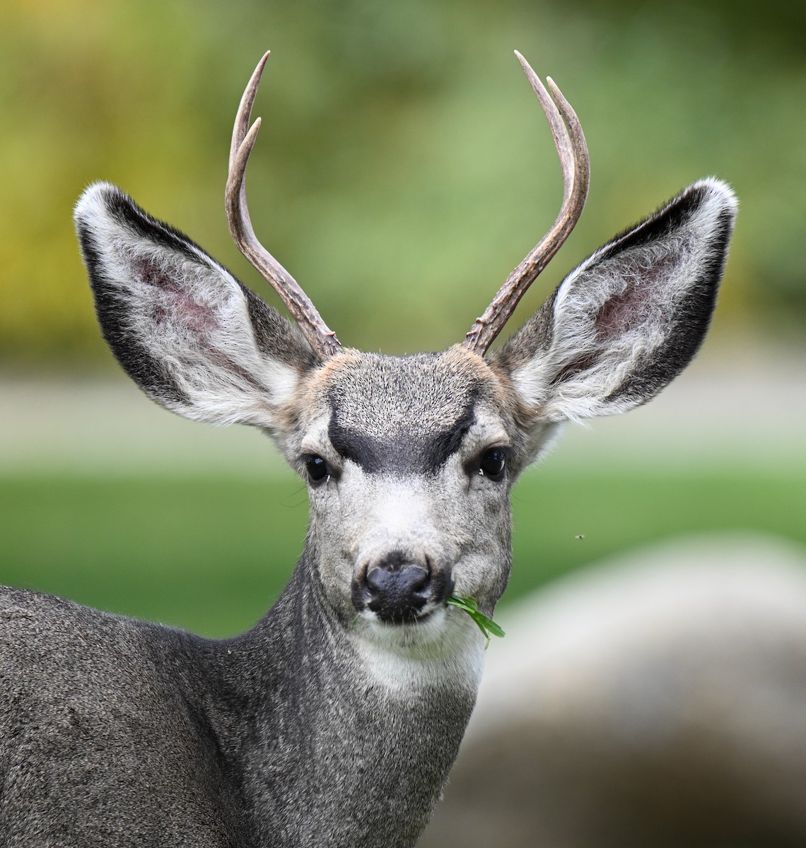 Maultierhirsch - ML646614025