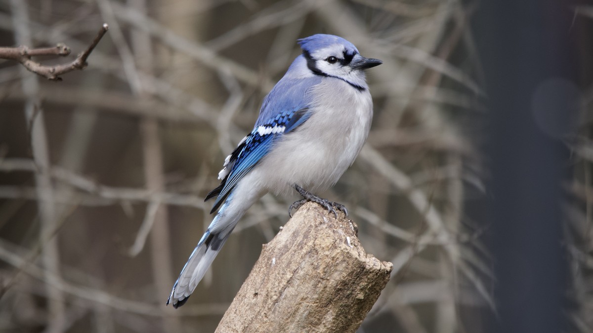 Mavi Karga - ML646614026