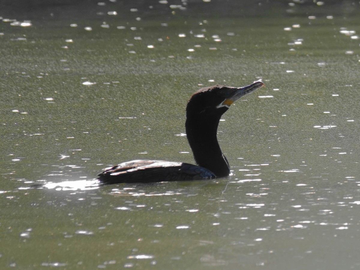 Neotropic Cormorant - ML646614027