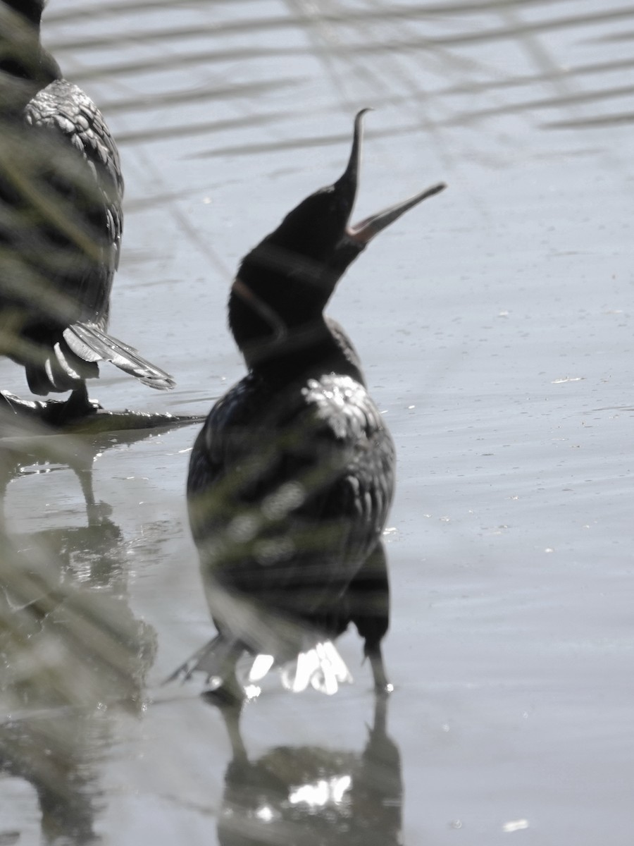 Neotropic Cormorant - ML646614028