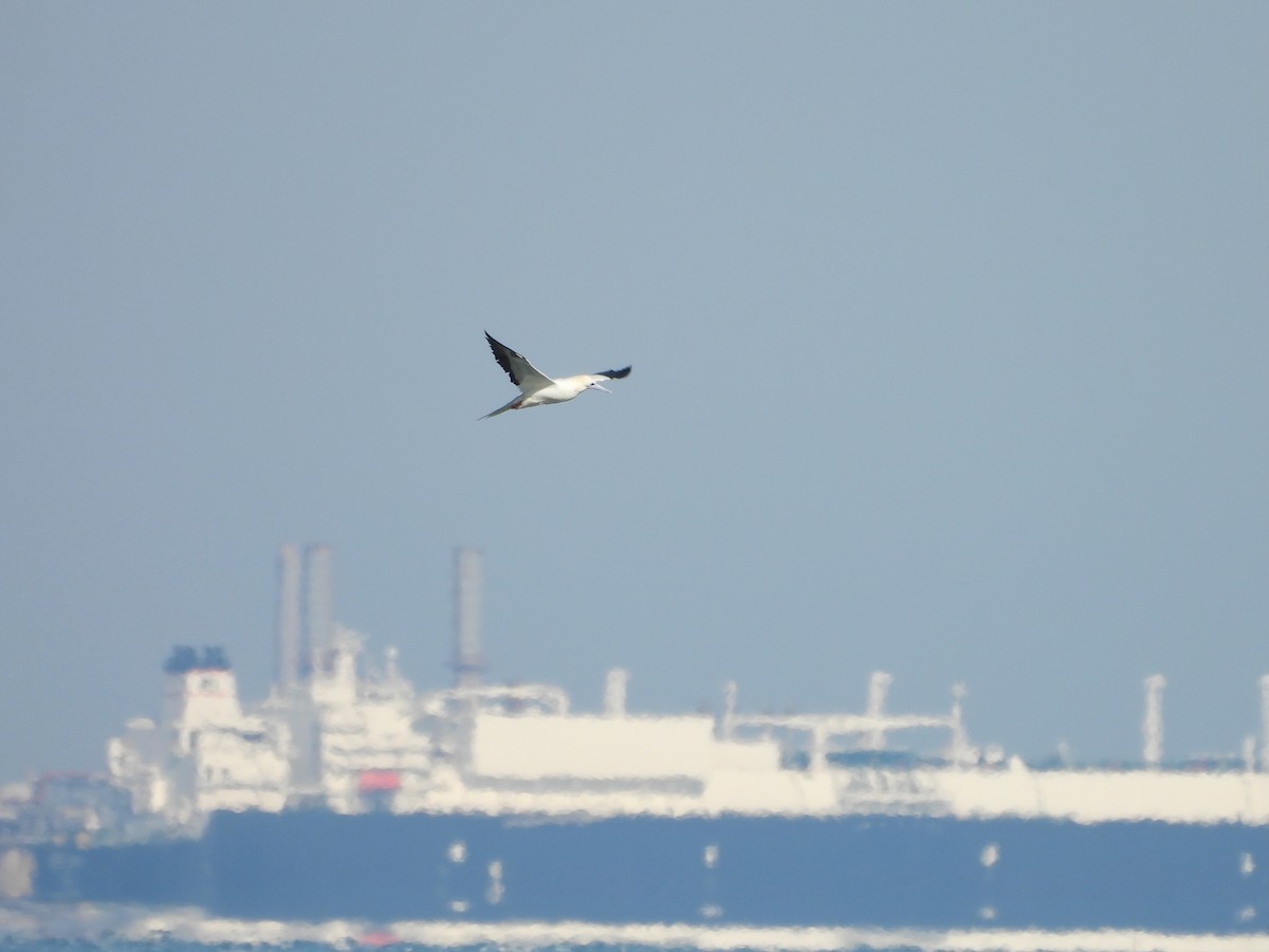 Zanga hankagorria - ML646614029