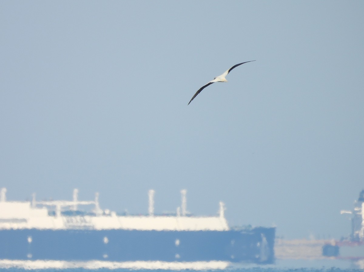 Zanga hankagorria - ML646614030