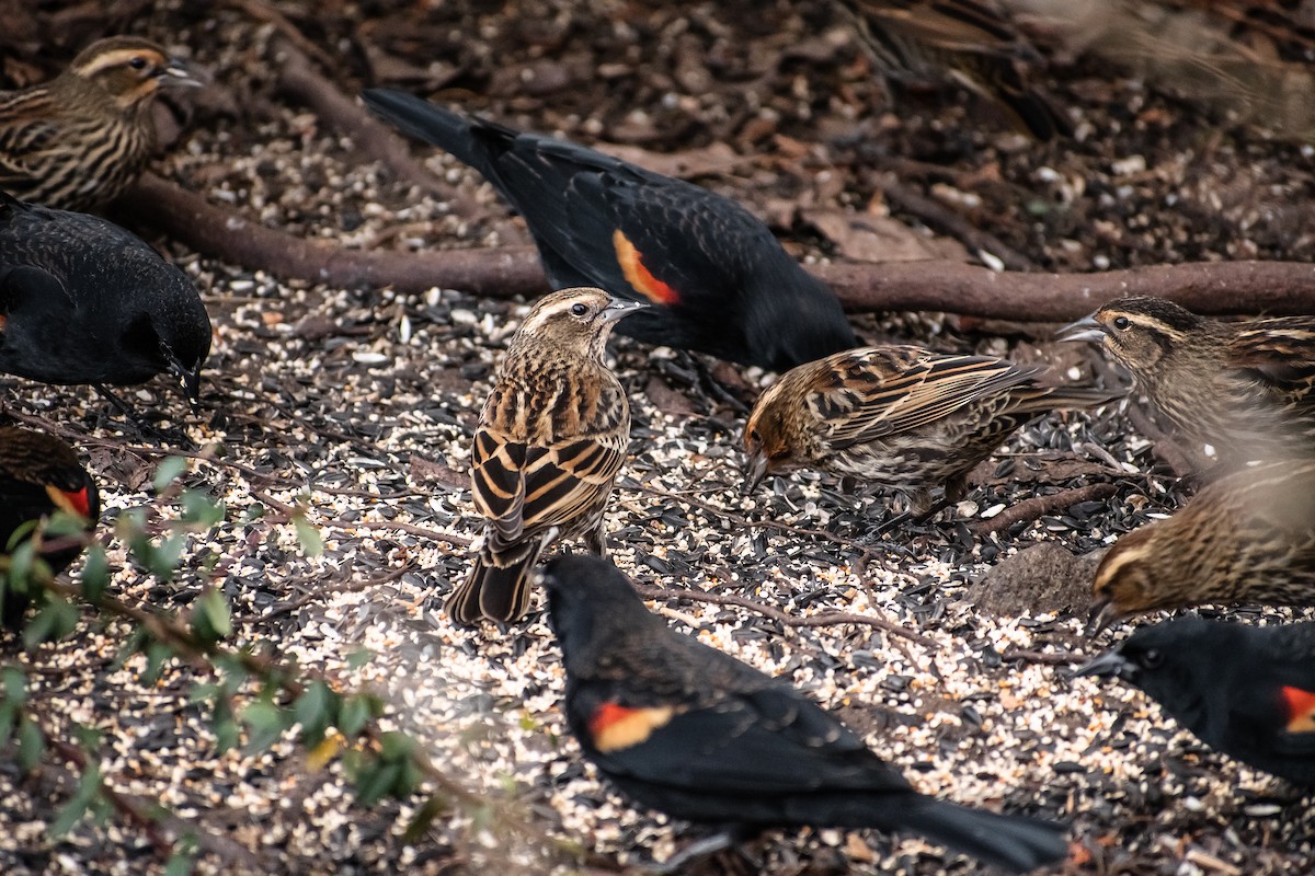 Red-winged Blackbird - ML646614033