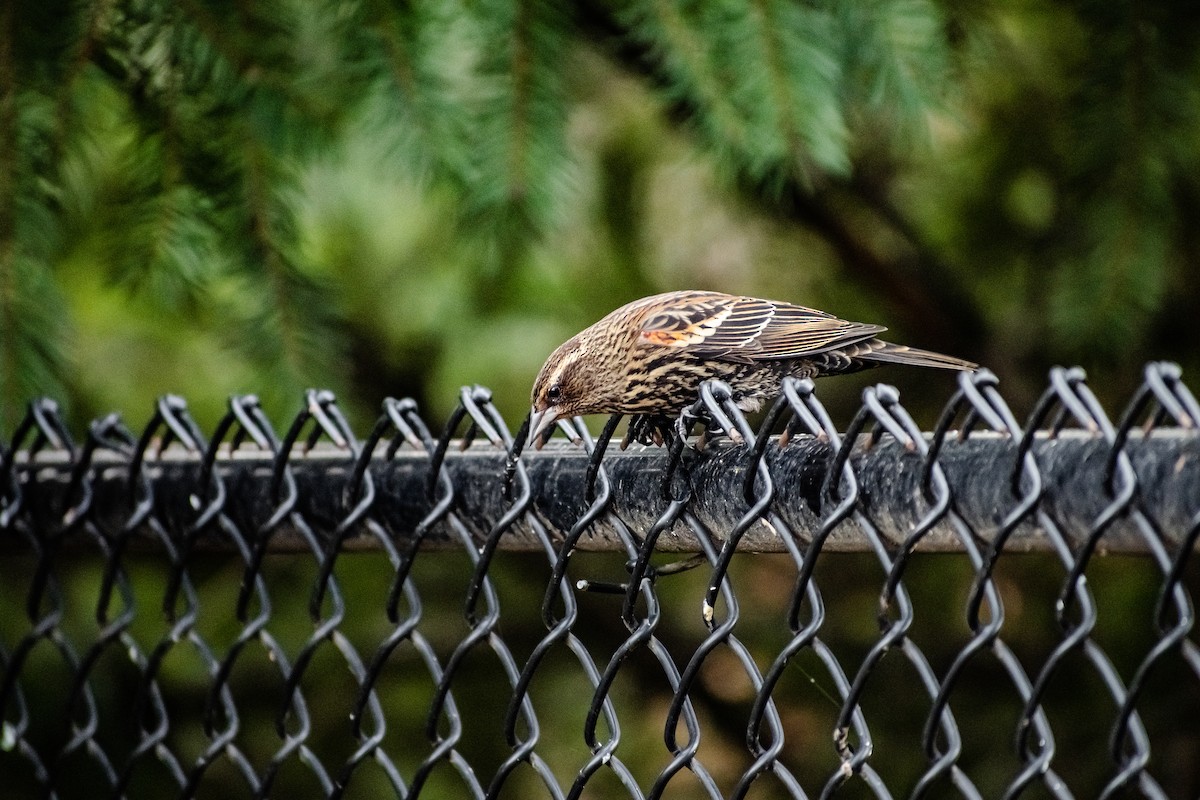 Red-winged Blackbird - ML646614034