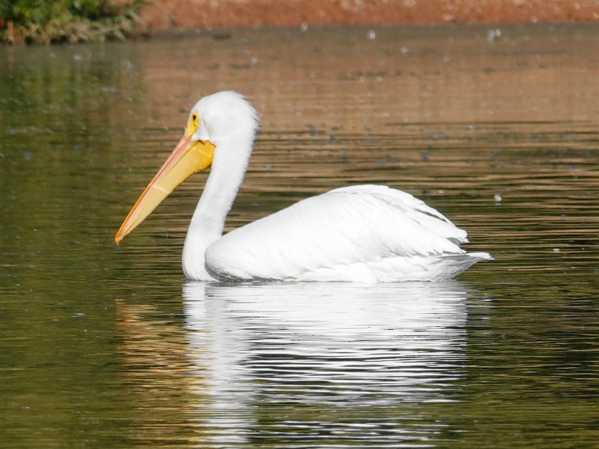 American White Pelican - ML646614036