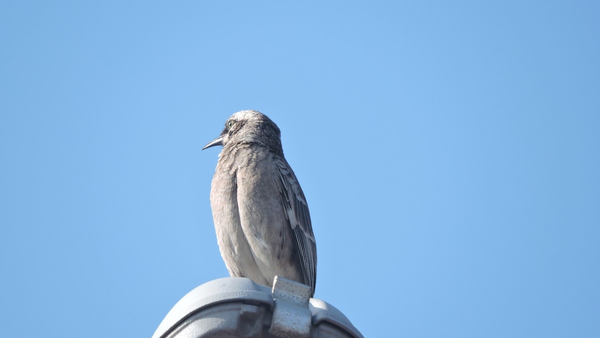 Long-tailed Mockingbird - ML646614041