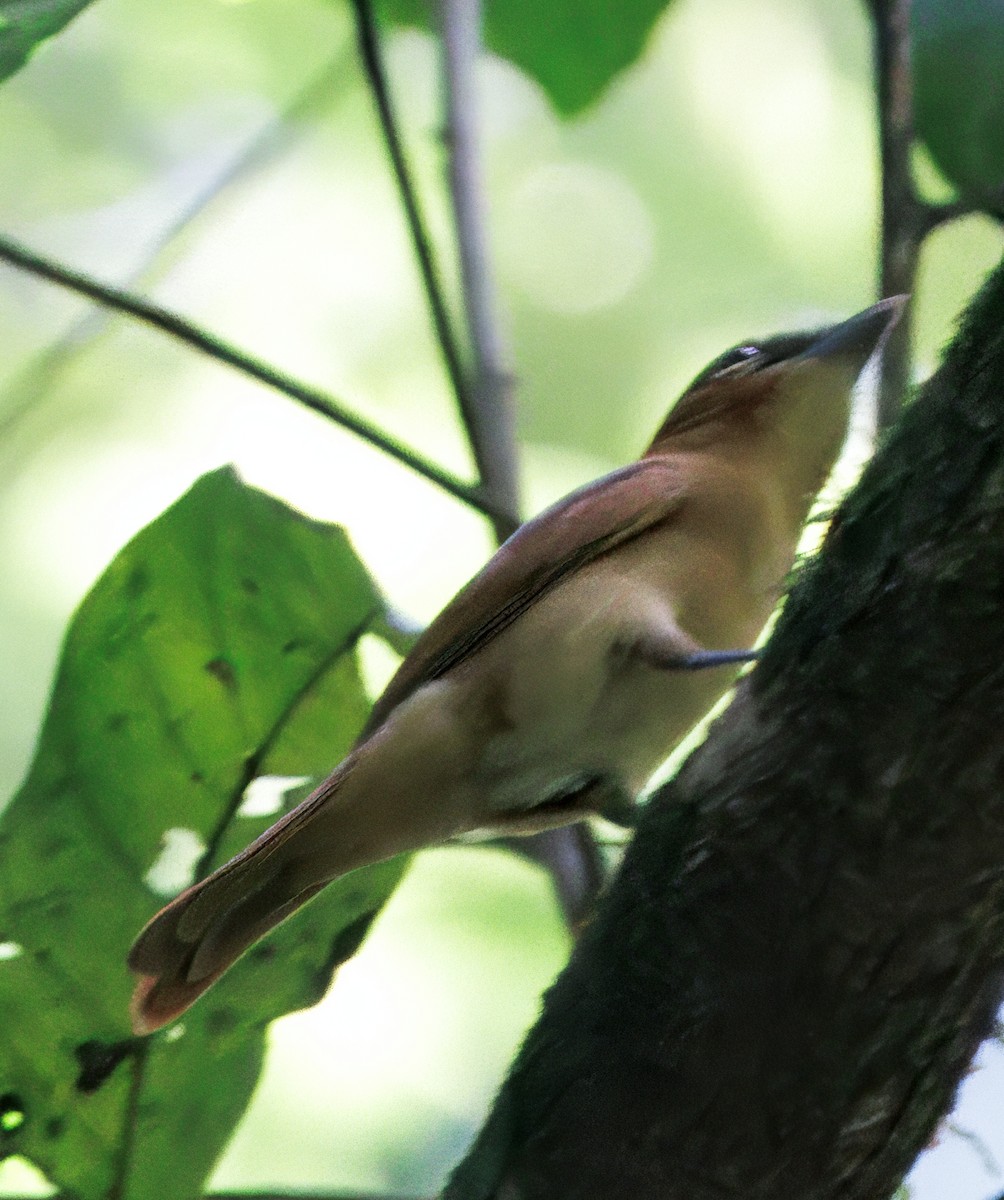 Cinnamon Becard - ML646614046