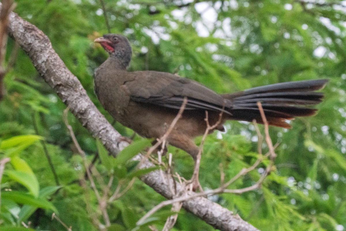Chachalaca Charata - ML646614047