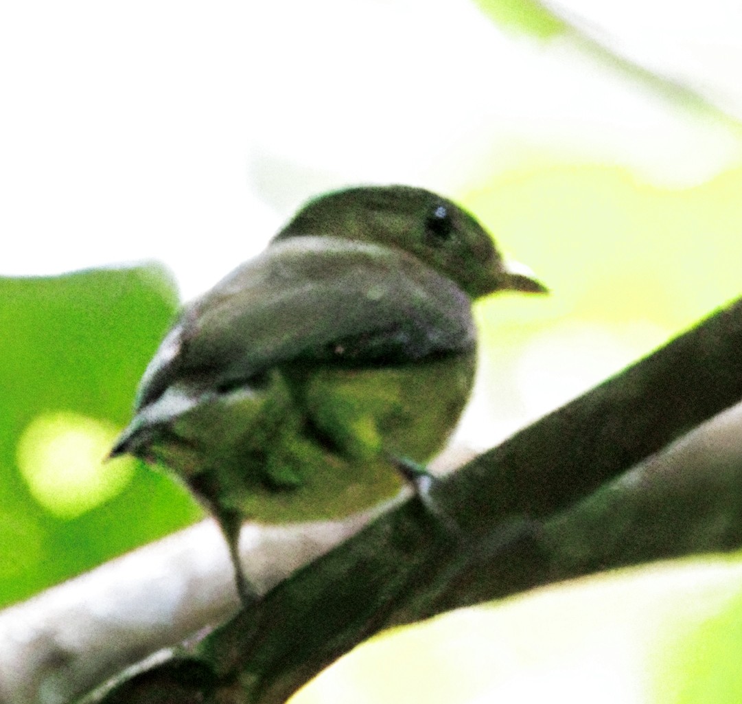 kortstjertvireo - ML646614049