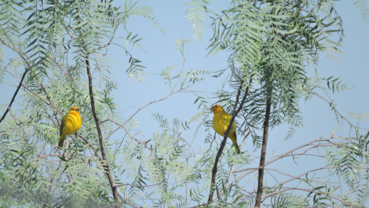 Saffron Finch - ML646614054