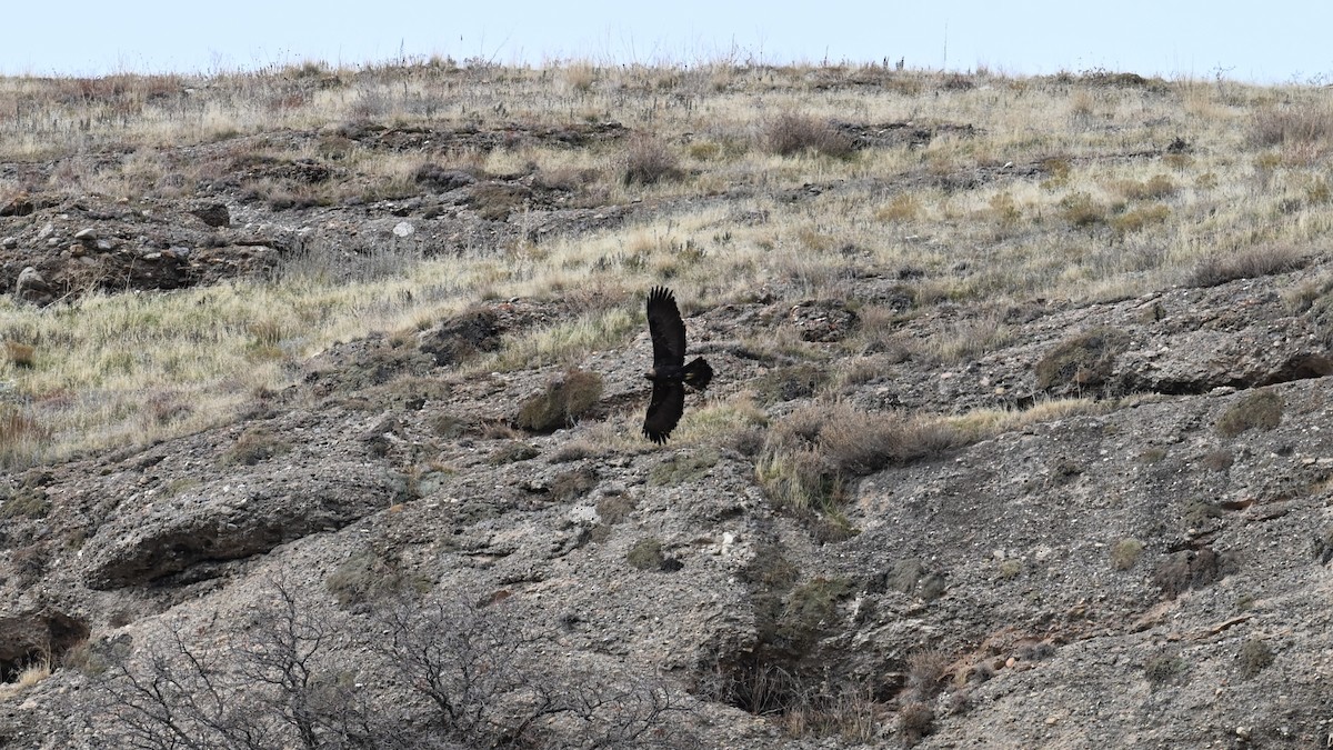 Aquila reale - ML646614056