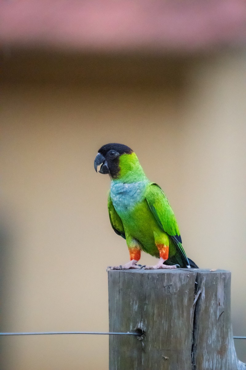 Aratinga Ñanday - ML646614057