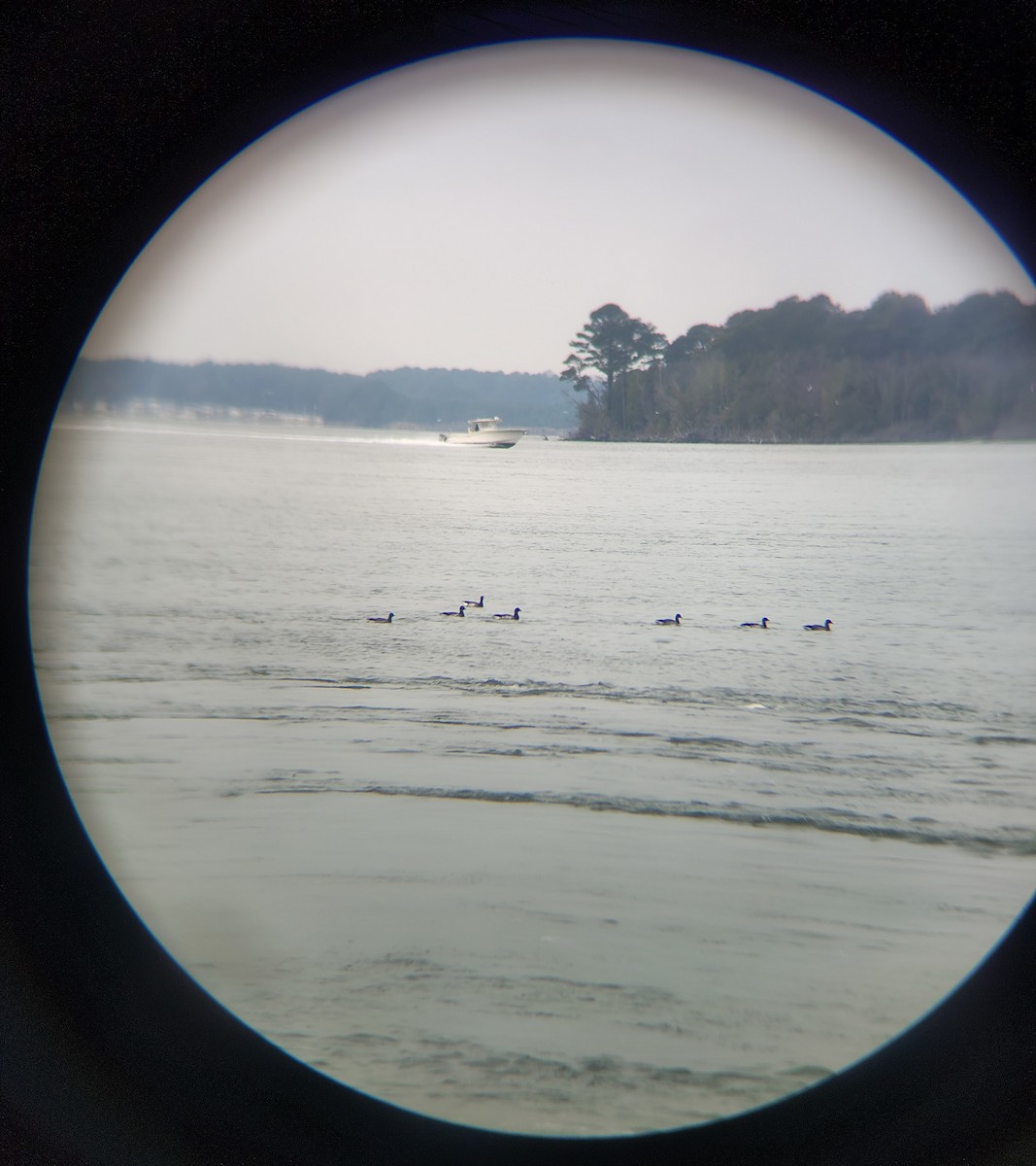 Oca colombaccio - ML646614058