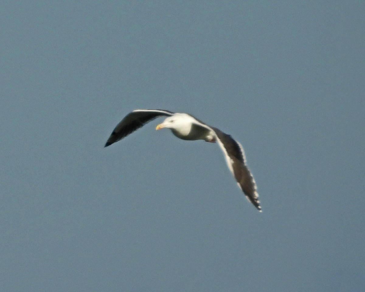 Great Black-backed Gull - ML646614059