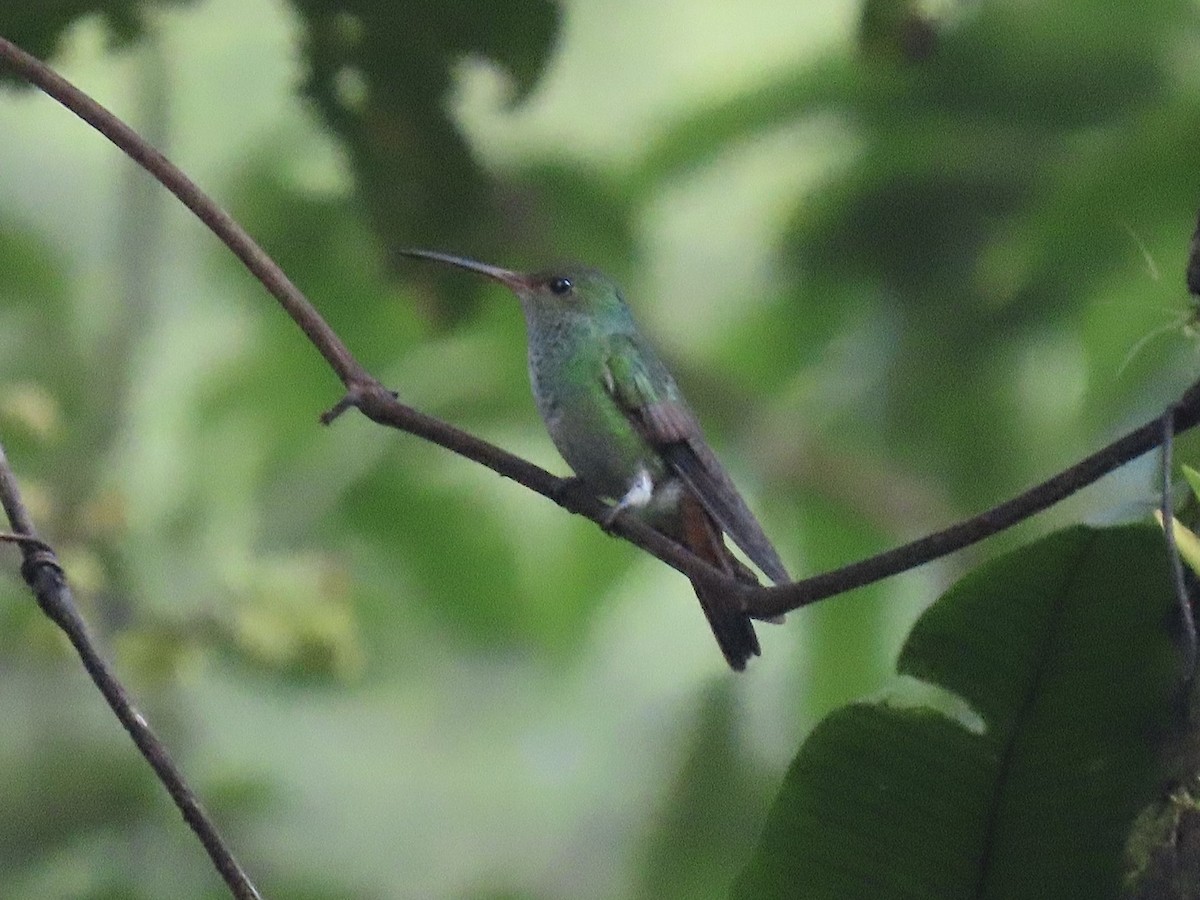 White-vented Plumeleteer - ML646614060