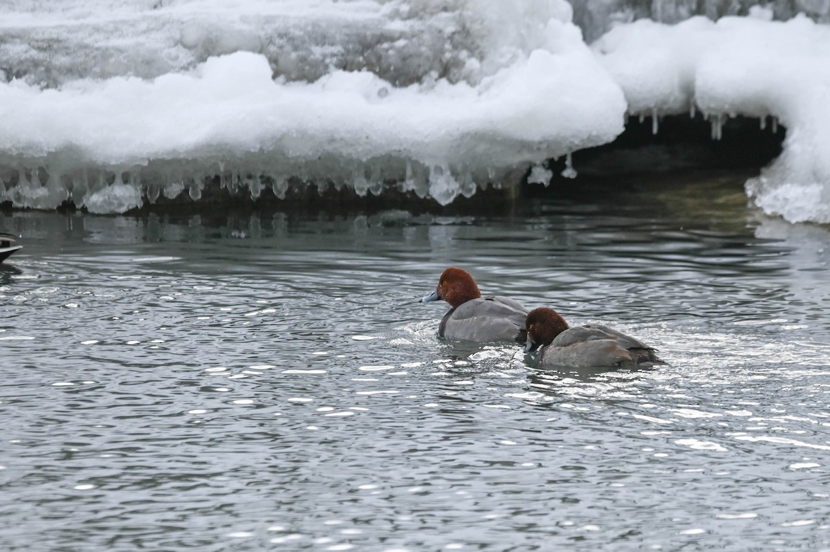 Rotkopfente - ML646614068