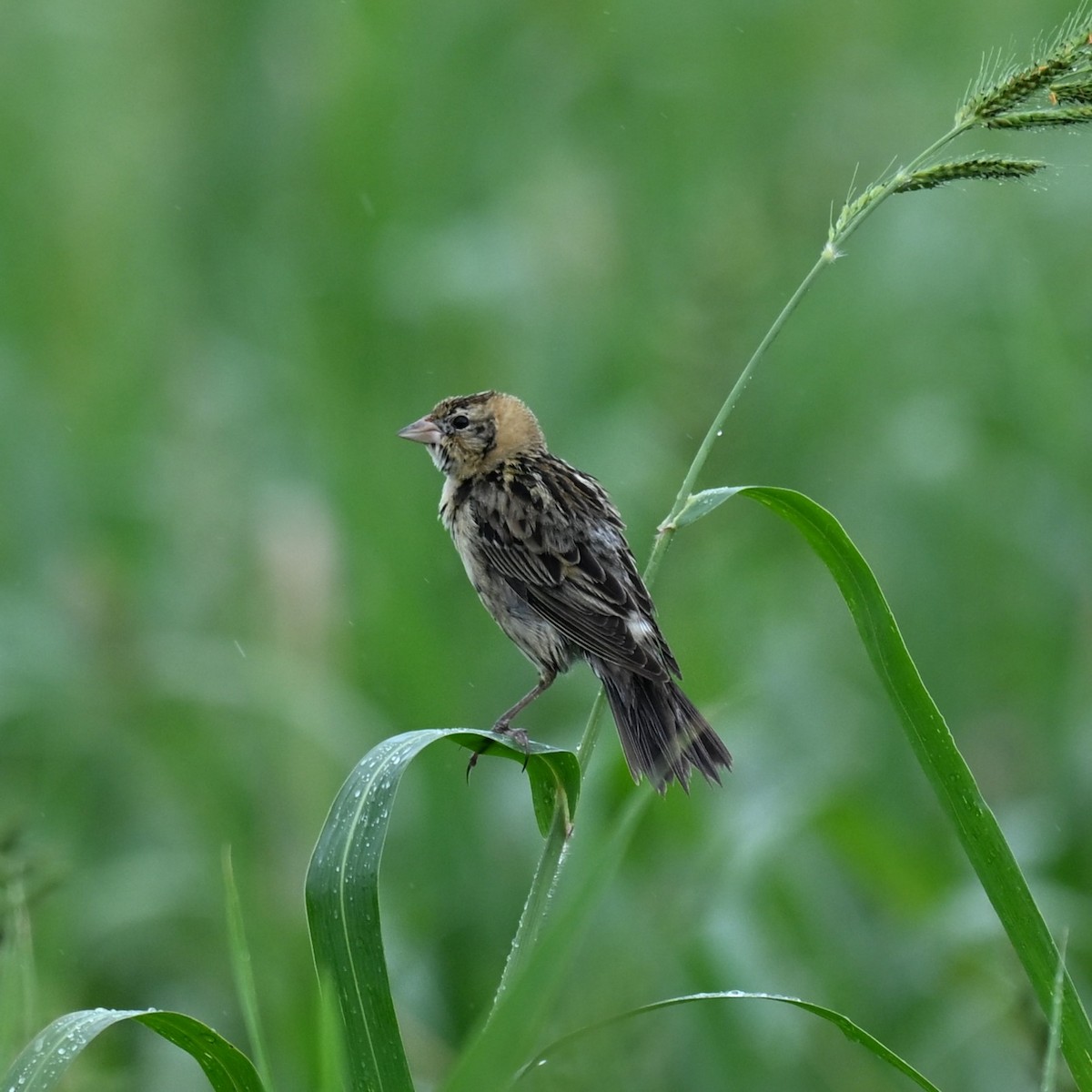 Bobolink - ML646614070