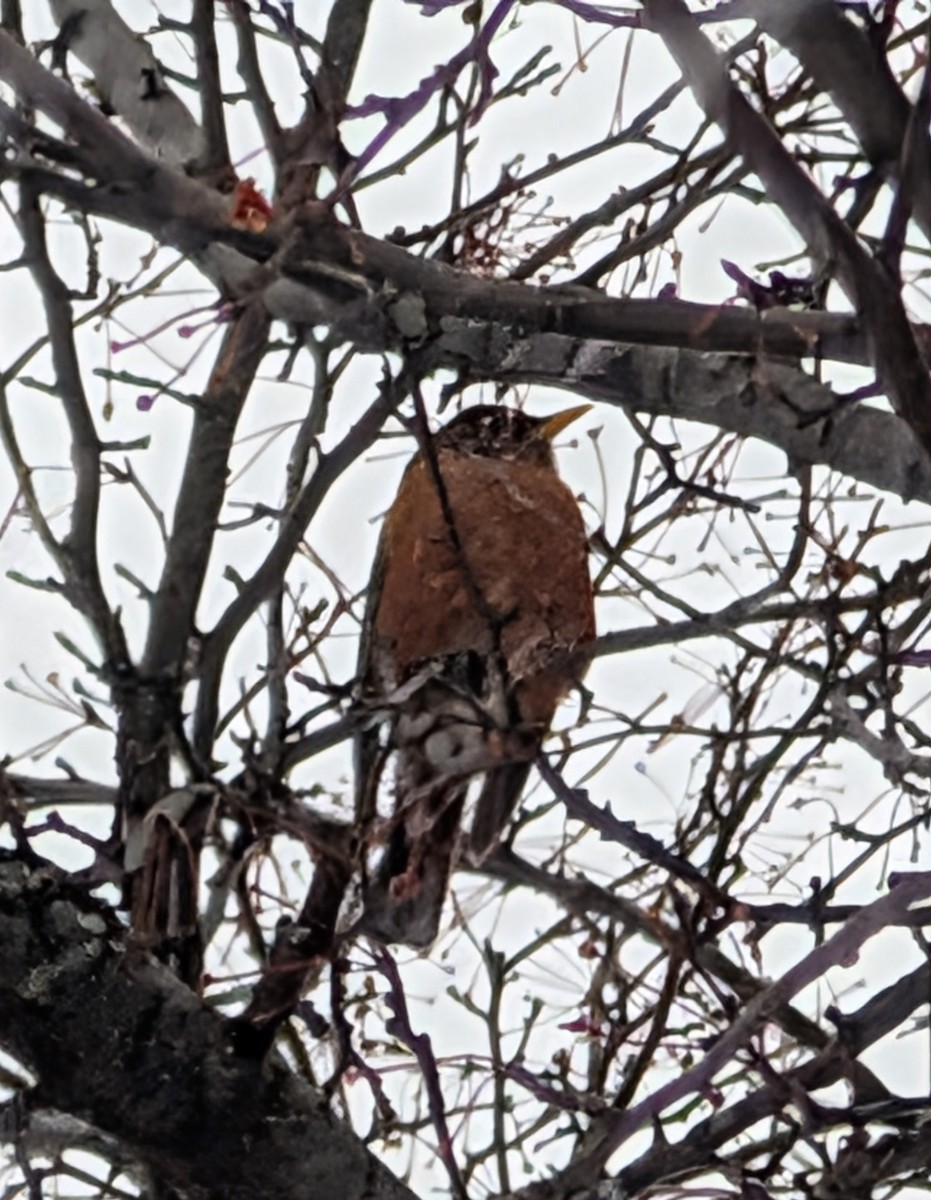 Дрізд мандрівний - ML646614074