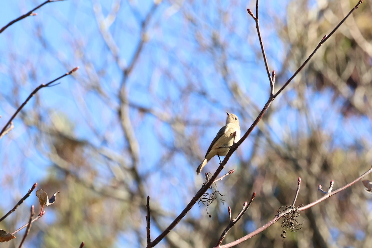 aurorarødstjert - ML646614075