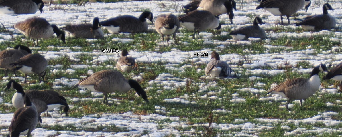 Sakarca - ML646614078