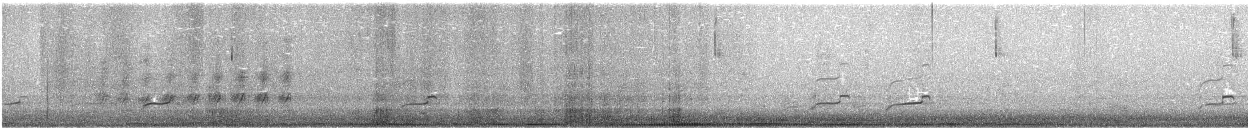 koliha americká - ML646614079