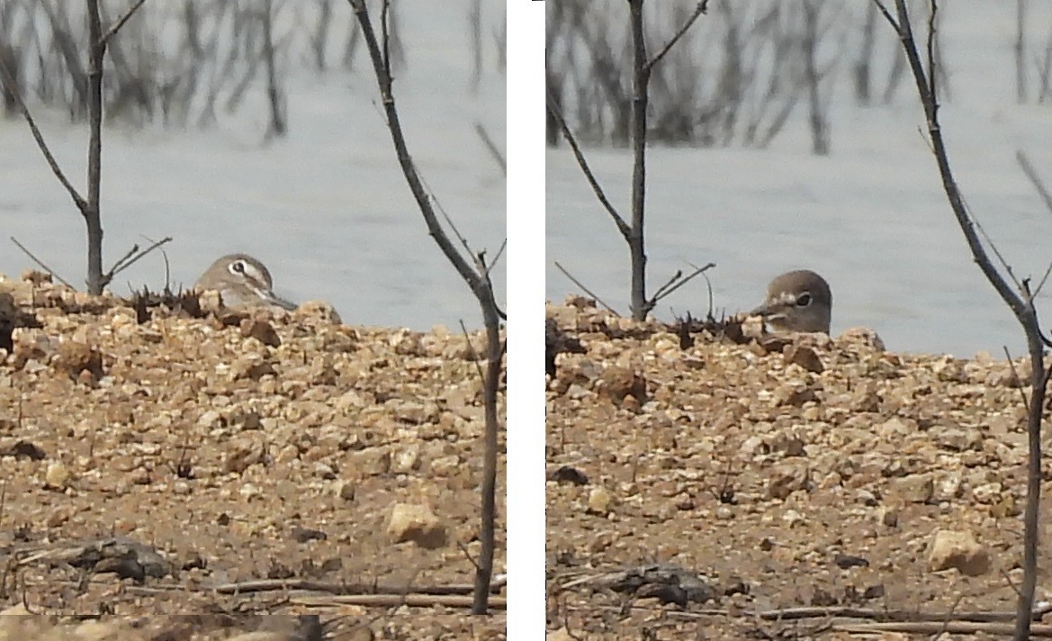 クサシギ - ML646614080