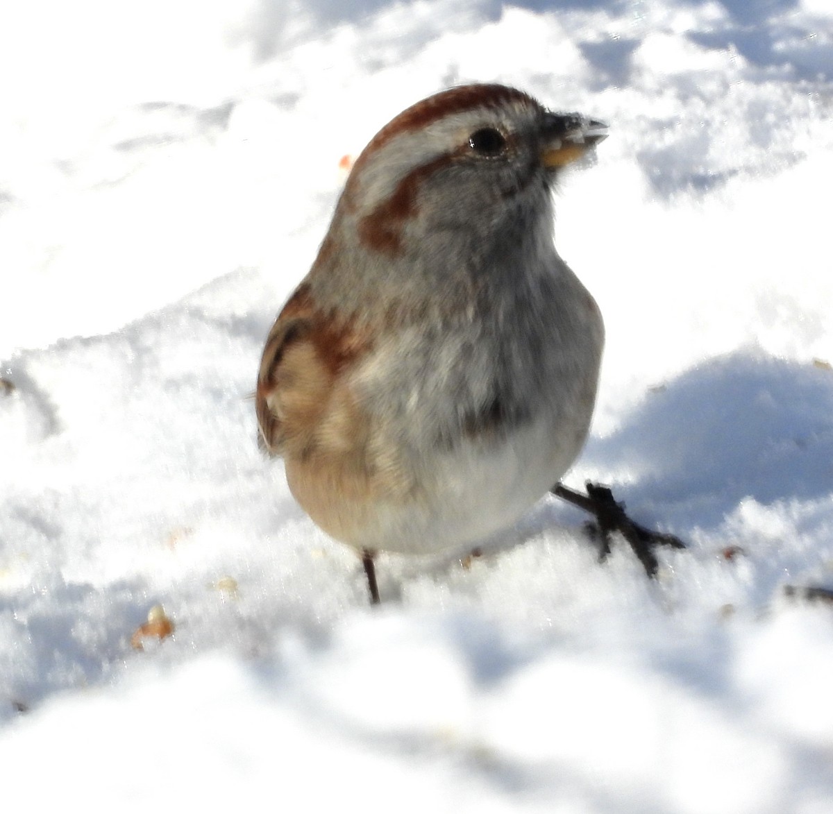 American Tree Sparrow - ML646614081