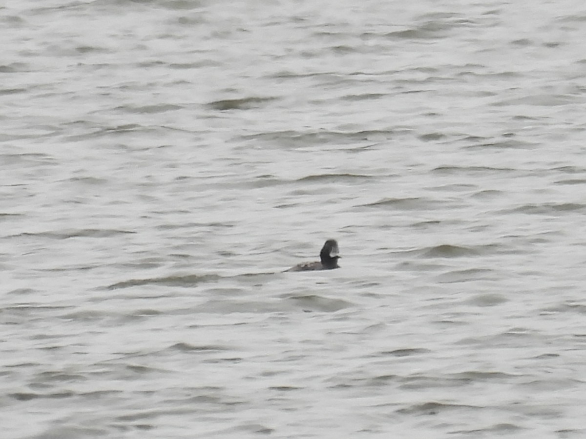 Greater Scaup - ML646614082