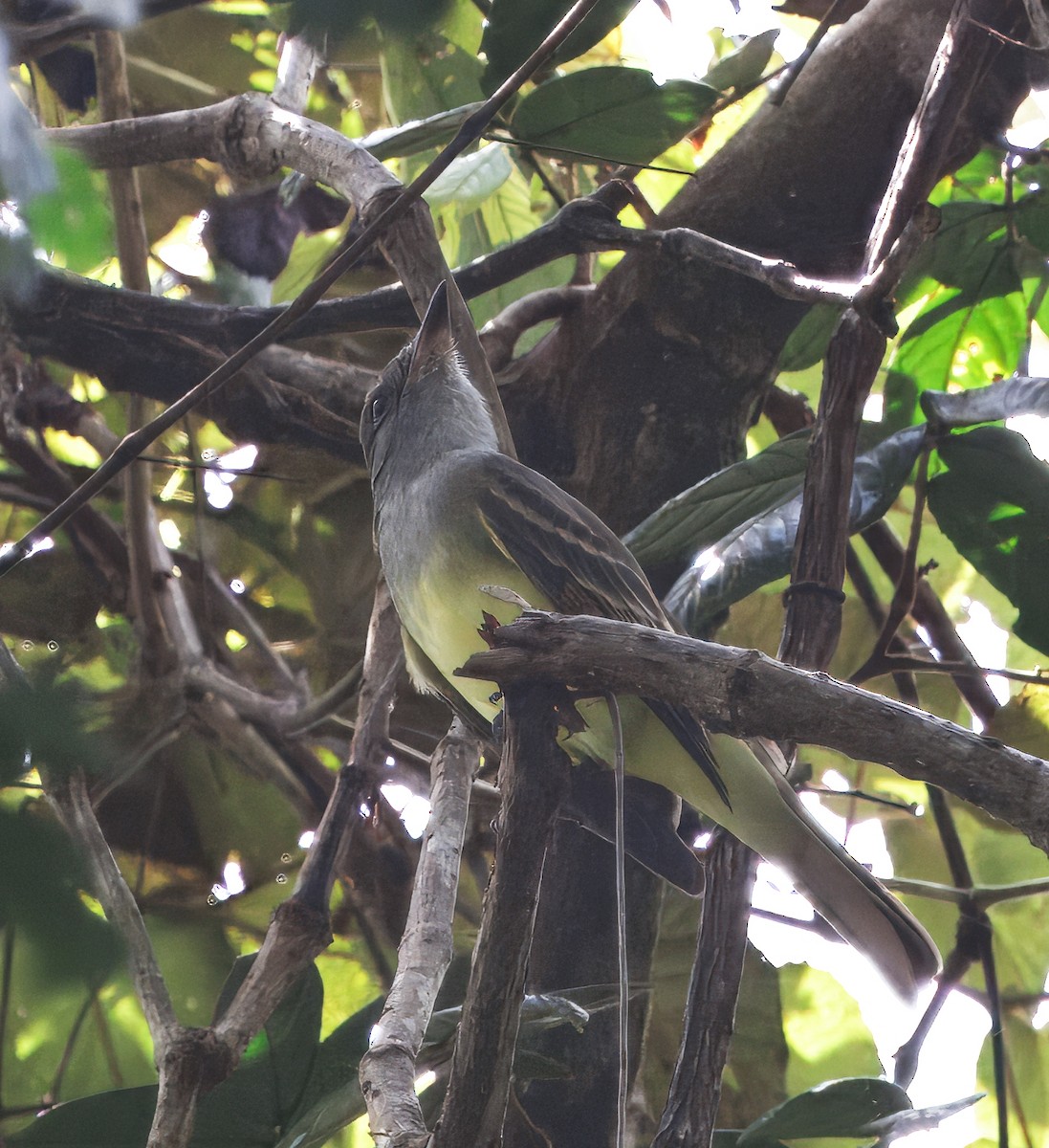 Great Crested Flycatcher - ML646614084