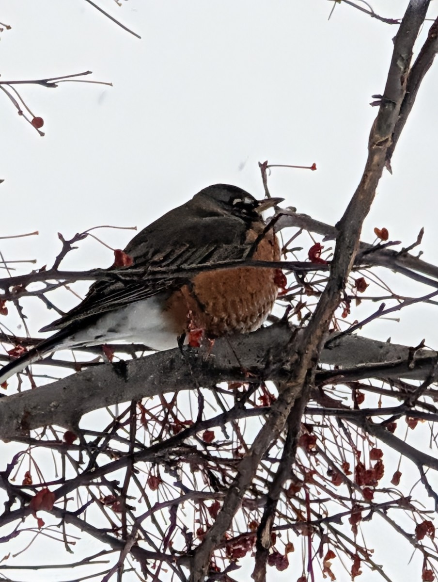 Дрізд мандрівний - ML646614086