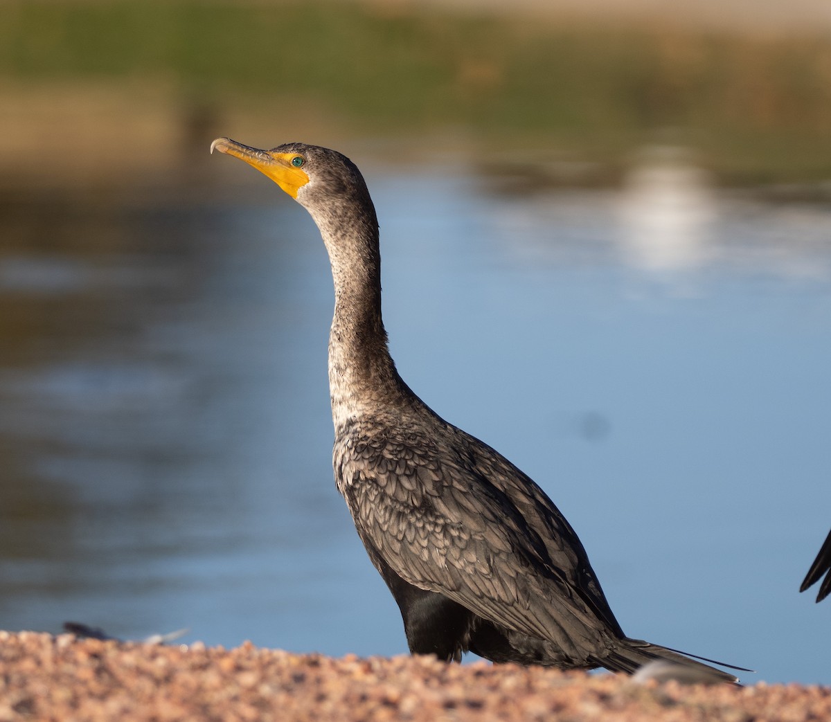 Double-crested Cormorant - ML646614087