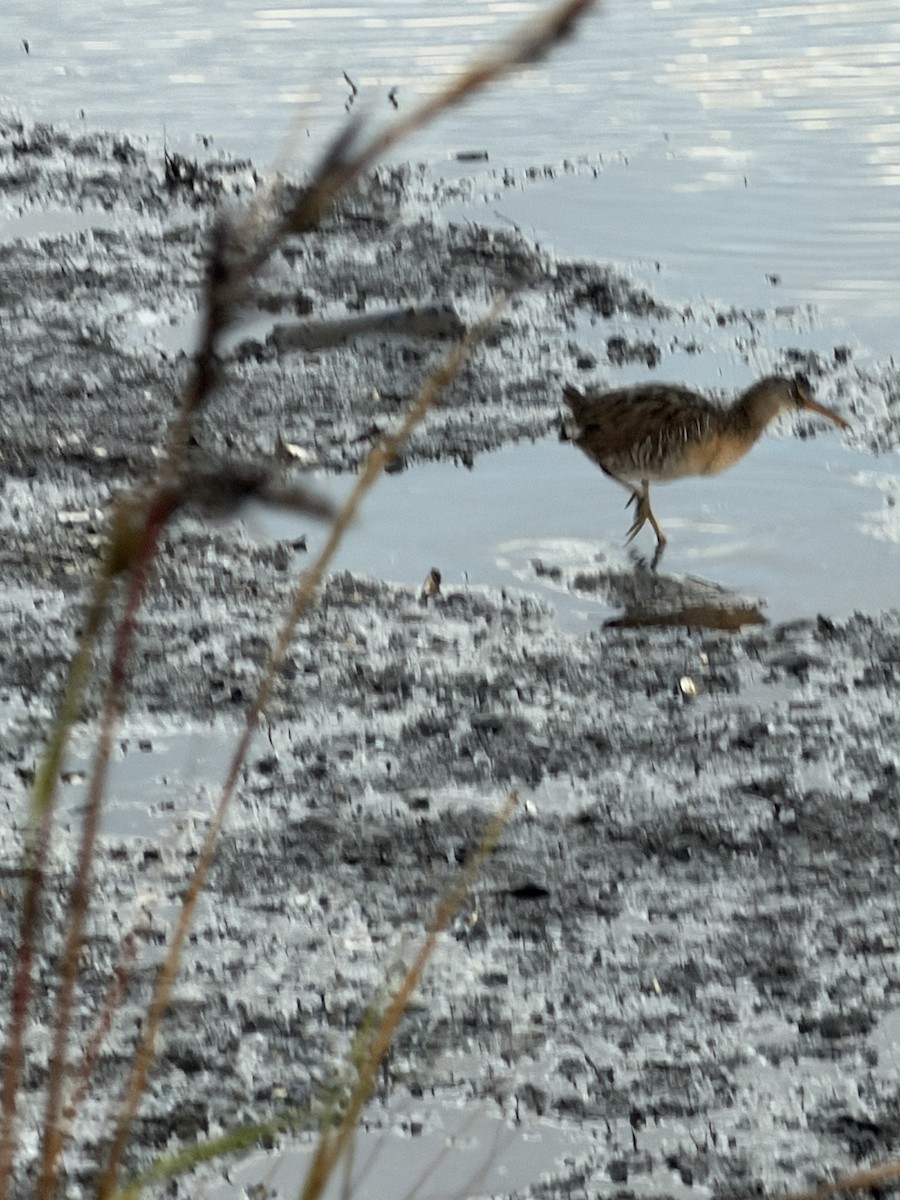 Clapper Rail - ML646614089