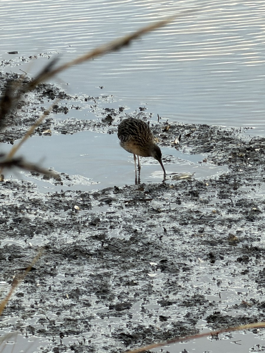 Clapper Rail - ML646614090