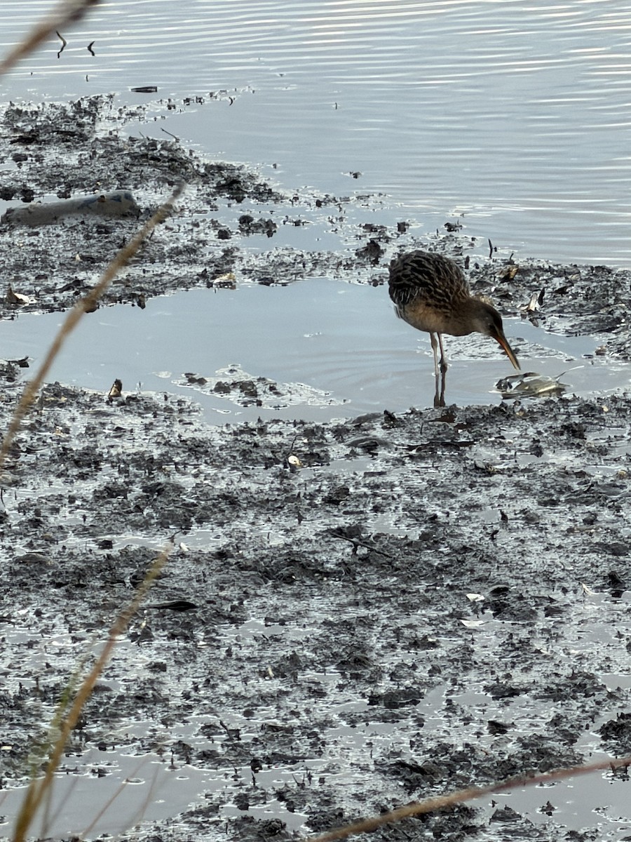 Clapper Rail - ML646614091