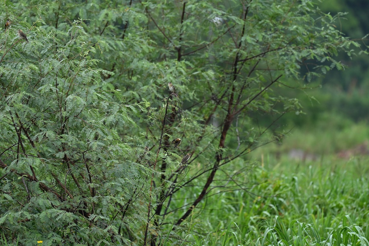 Bobolink - ML646614092