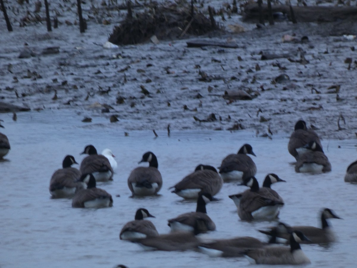 Ross's Goose - ML646614093