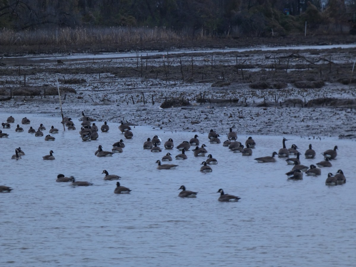 Ross's Goose - ML646614094