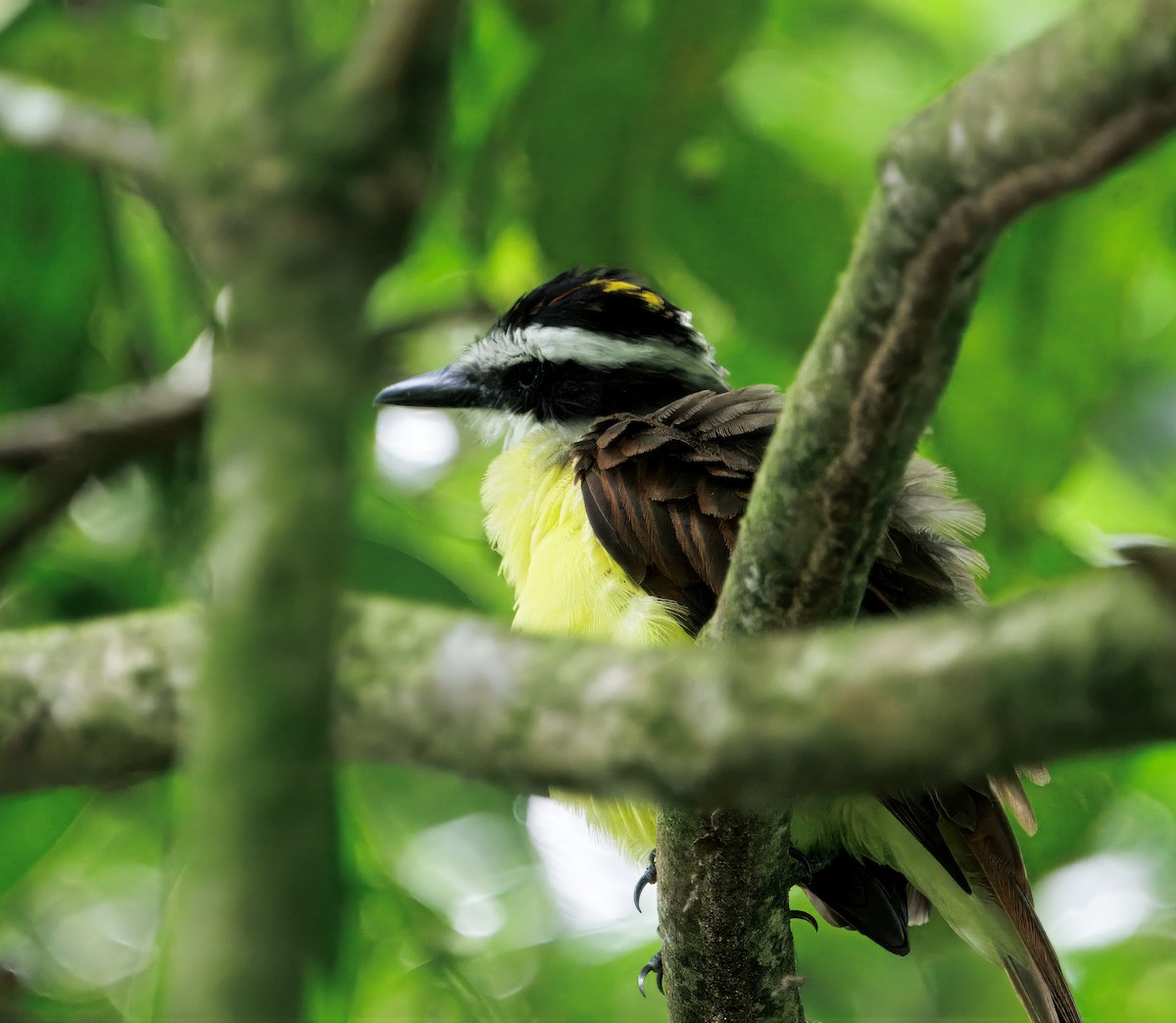 Great Kiskadee - ML646614096
