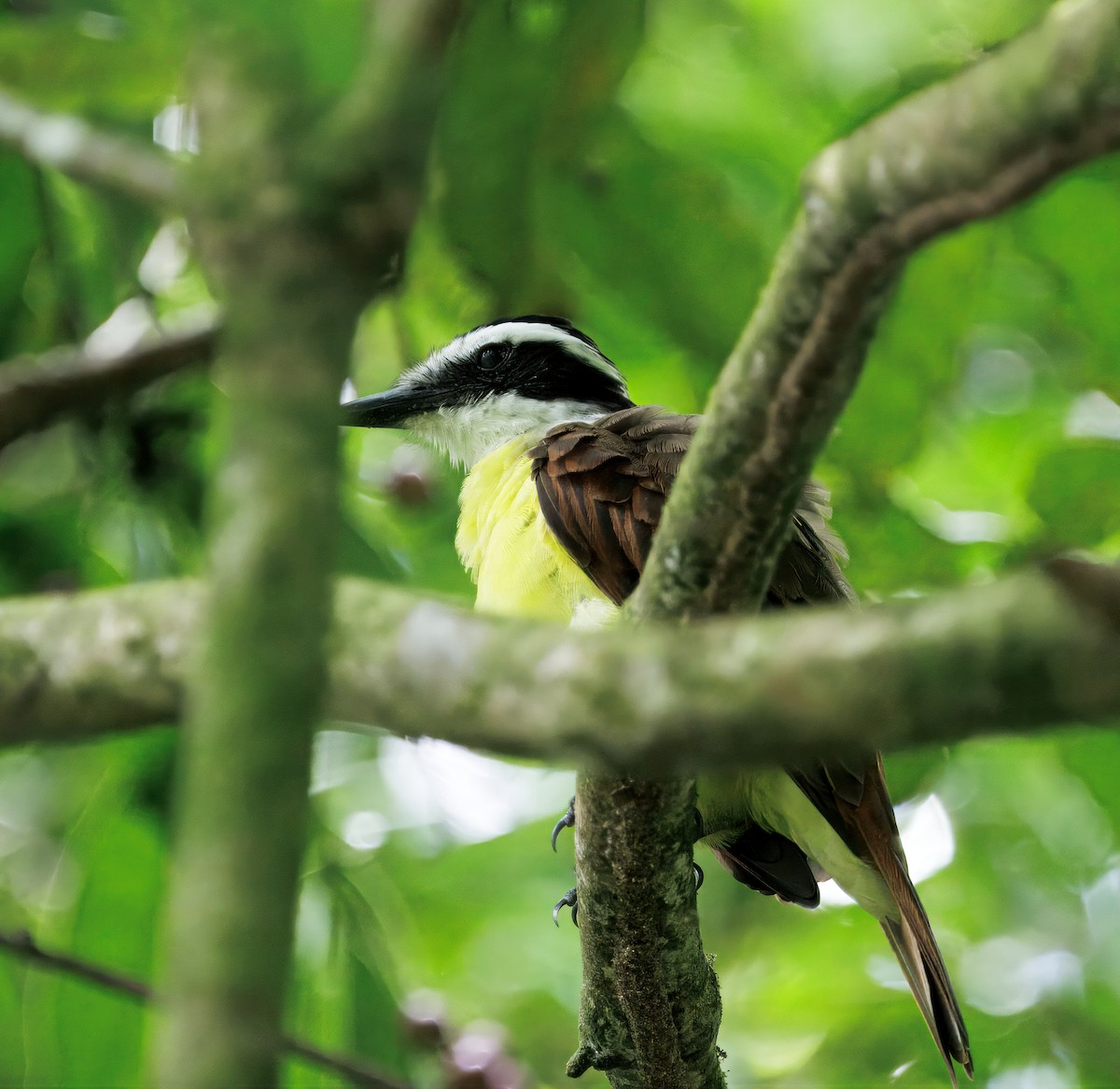 Great Kiskadee - ML646614097