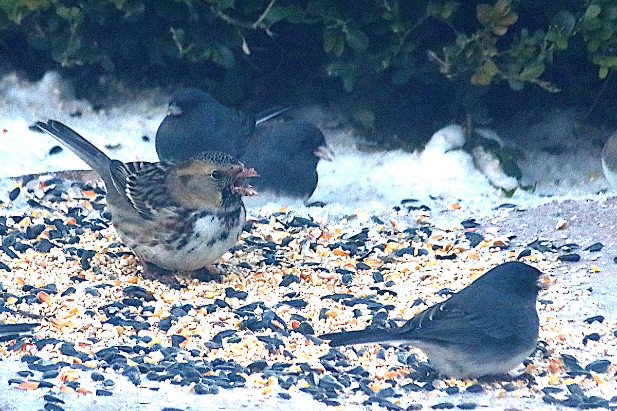 Chingolo de Harris - ML646614098