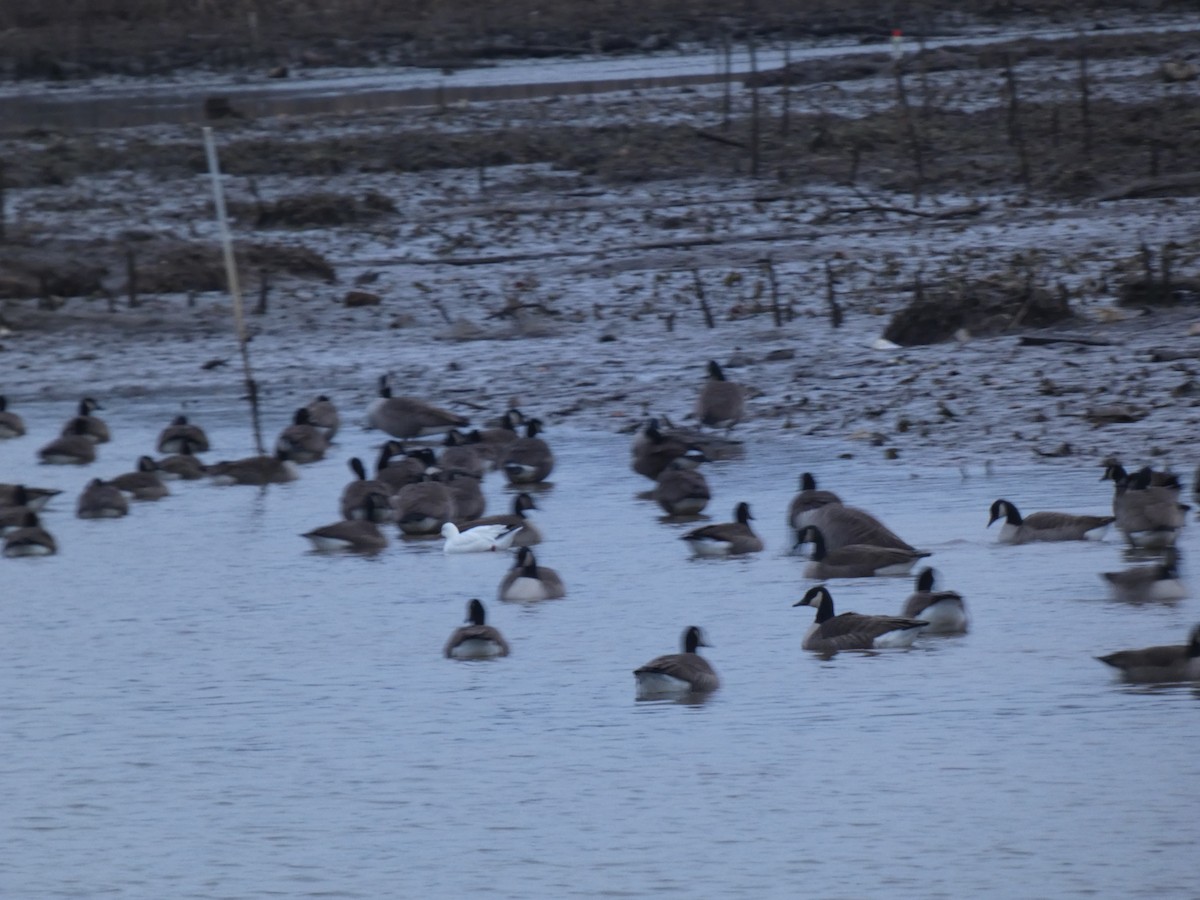 Ross's Goose - ML646614100