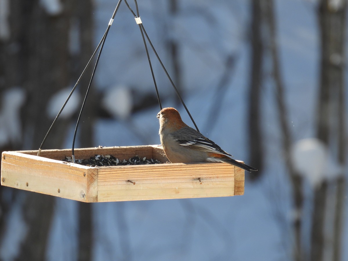 ギンザンマシコ - ML646614101