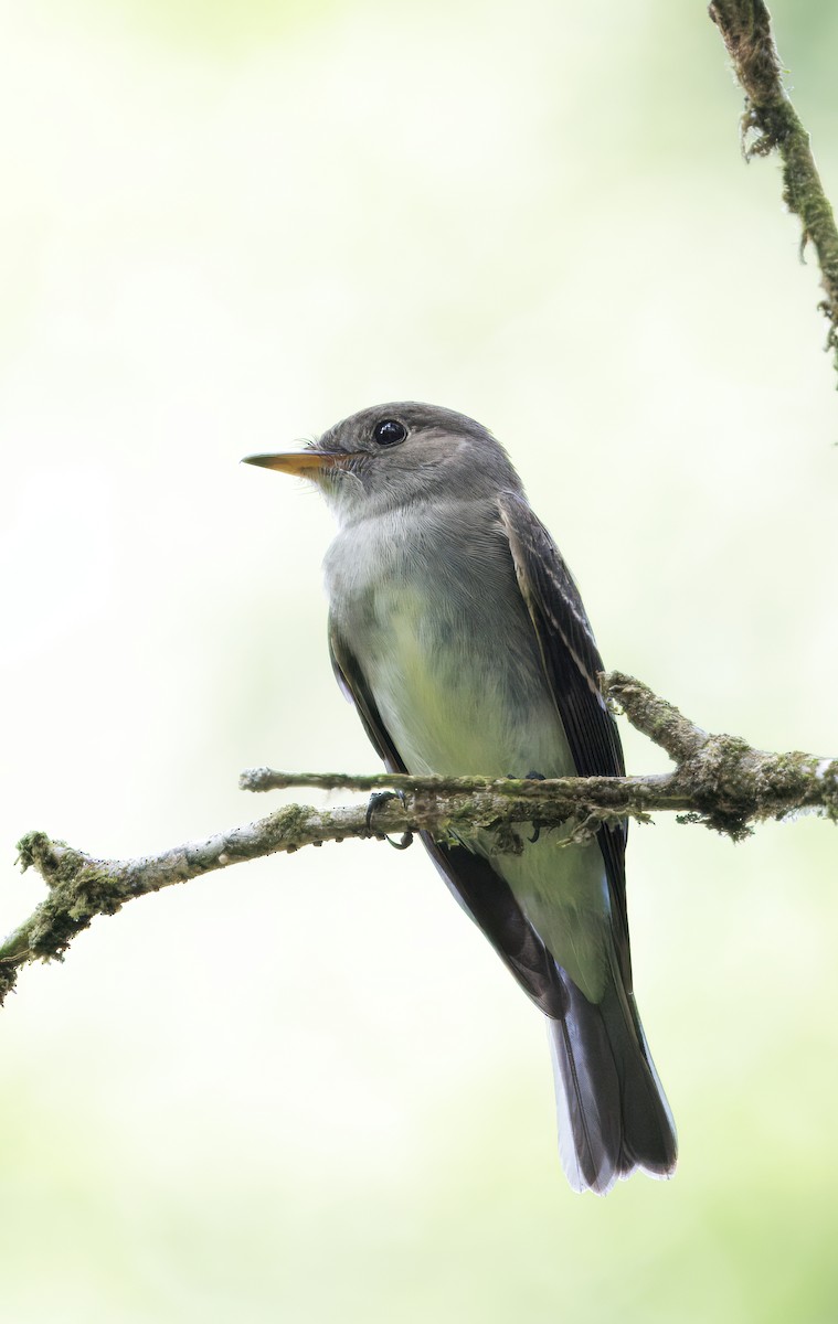 Eastern Wood-Pewee - ML646614102