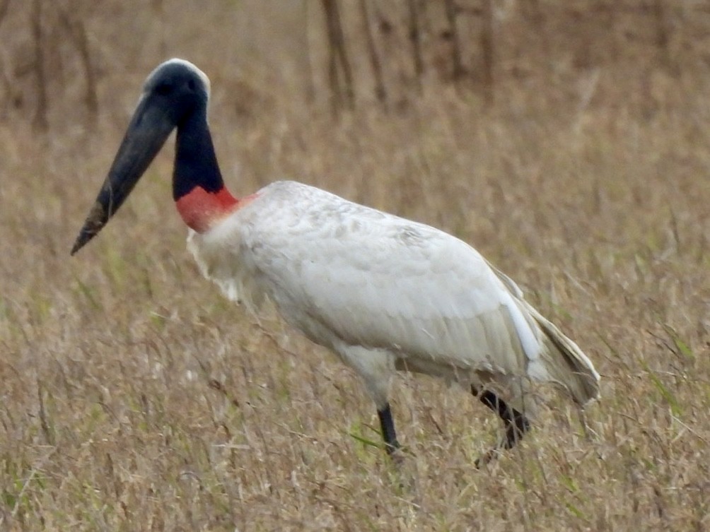 Jabiru - ML646614105