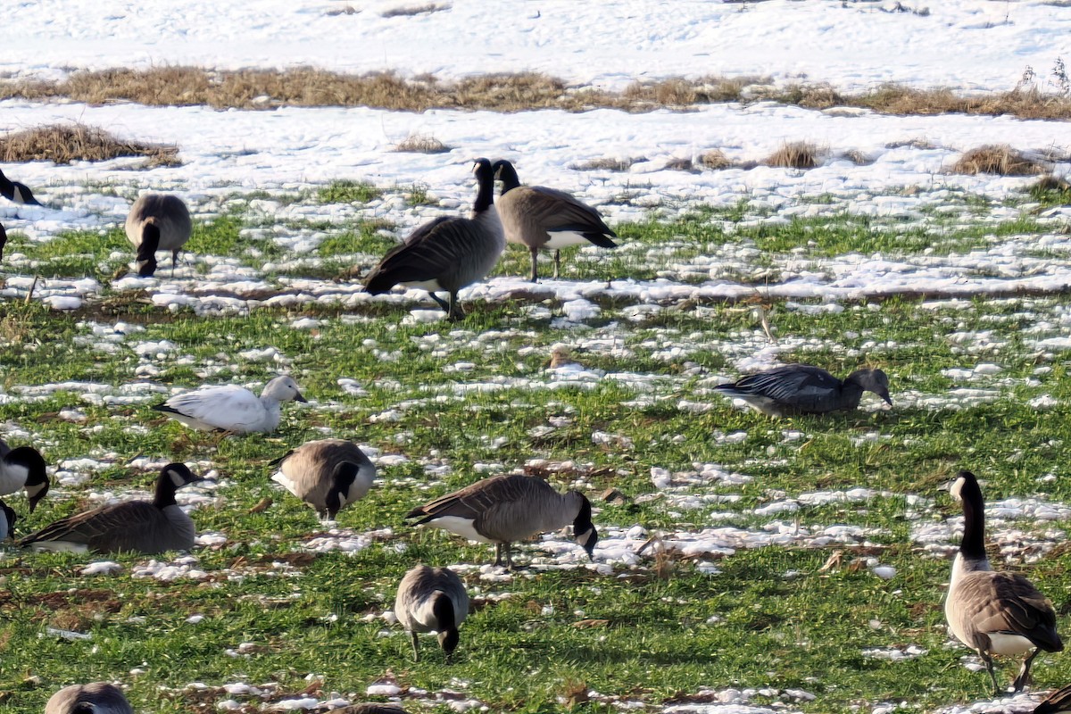 Kar Kazı - ML646614109